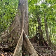 น้ำตกโตนงาช้าง