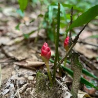 น้ำตกโตนงาช้าง