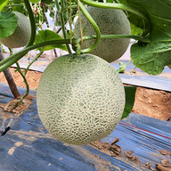 บรรยากาศ บ้านเมล่อนเดสเสิรท