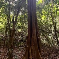 น้ำตกโตนงาช้าง