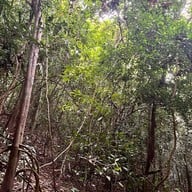 น้ำตกโตนงาช้าง