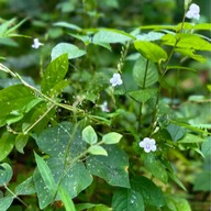 น้ำตกโตนงาช้าง