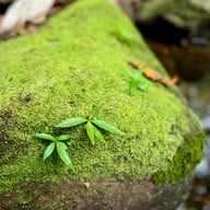 น้ำตกโตนงาช้าง