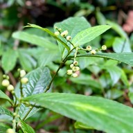 น้ำตกโตนงาช้าง