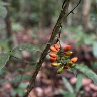 น้ำตกโตนงาช้าง