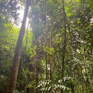 น้ำตกโตนงาช้าง