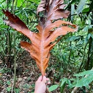 น้ำตกโตนงาช้าง