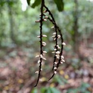 น้ำตกโตนงาช้าง