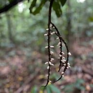 น้ำตกโตนงาช้าง