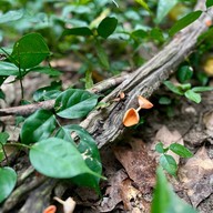 น้ำตกโตนงาช้าง