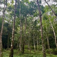 น้ำตกโตนงาช้าง