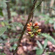 น้ำตกโตนงาช้าง