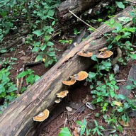 รัตนคีรีเจดีย์ วัดเขาพลอยแหวน