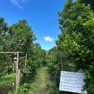 สวนส้มจินจู JINJU the orange farm