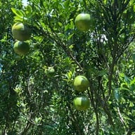 สวนส้มจินจู JINJU the orange farm