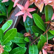 สวนขวัญเมืองยะลา