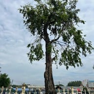 ศาลพระกาฬ