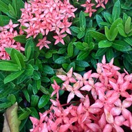 สวนขวัญเมืองยะลา