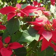 บรรยากาศ หอสมุดนานาชาติเขาค้อ