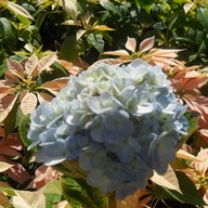 บรรยากาศ หอสมุดนานาชาติเขาค้อ