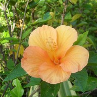 บรรยากาศ หอสมุดนานาชาติเขาค้อ