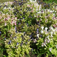 บรรยากาศ หอสมุดนานาชาติเขาค้อ