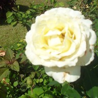 บรรยากาศ หอสมุดนานาชาติเขาค้อ