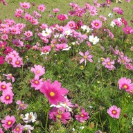 บรรยากาศ หอสมุดนานาชาติเขาค้อ