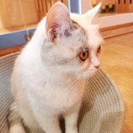 Atmosphere of Shibainu Story