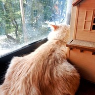 Atmosphere of Shibainu Story