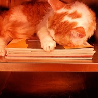 Atmosphere of Shibainu Story