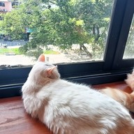 Atmosphere of Shibainu Story