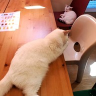 Atmosphere of Shibainu Story