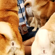Atmosphere of Shibainu Story
