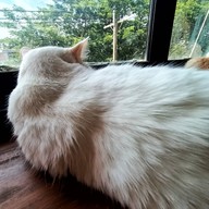 Atmosphere of Shibainu Story