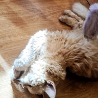 Atmosphere of Shibainu Story