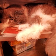 Atmosphere of Shibainu Story