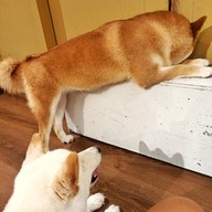 Atmosphere of Shibainu Story