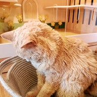 Atmosphere of Shibainu Story