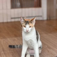 ⭐️ SHO RYU Ramen ラーメン - โชริว ราเมง  และ ข้าวหน้า สาขาในปั๊ม ซัสโก้ ตรงข้ามบิ๊กซีรัชดา  ⭐️ ราเมง อร่อย