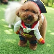 Jungle De Woof Cafe