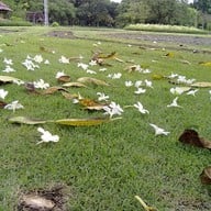 บรรยากาศ สวนหลวง ร. 9