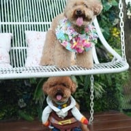 Jungle De Woof Cafe