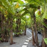 Benana Café (เบนนาน่าคาเฟ่)