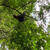 วัดโพธิ์บางคล้า