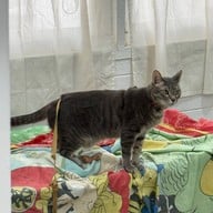 HOMEMATCHA พระราม 9