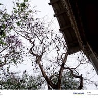 วัดโพธิ์บางคล้า