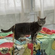 HOMEMATCHA พระราม 9