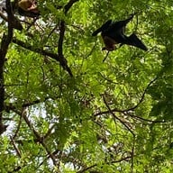 วัดโพธิ์บางคล้า