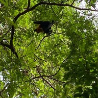 วัดโพธิ์บางคล้า